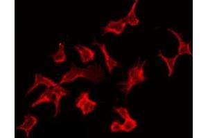 ABIN6276551 staining Hela by IF/ICC.