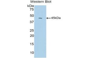 Western Blotting (WB) image for anti-Complement Fragment 3a (C3a) (AA 671-748) antibody (ABIN3208726) (C3a anticorps  (AA 671-748))