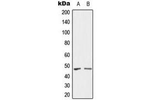 Western blot analysis of SH3GLB2 expression in U87 (A), HY926 (B) whole cell lysates.