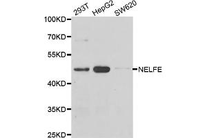 Western blot analysis of extracts of various cell lines, using NELFE antibody. (RDBP anticorps)