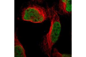Immunofluorescent staining of human cell line U-2 OS shows localization to nucleoplasm. (QKI anticorps  (AA 163-311))