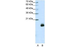 RPS14 antibody used at 1. (RPS14 anticorps  (N-Term))