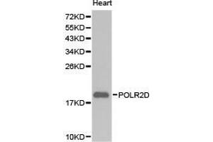 Western Blotting (WB) image for anti-Polymerase (RNA) II (DNA Directed) Polypeptide D (POLR2D) antibody (ABIN1874184) (POLR2D anticorps)