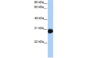 WB Suggested Anti-SLAMF6 Antibody Titration:  0. (SLAMF6 anticorps  (N-Term))