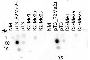 Dot Blot of Rabbit Histone H3 pT3/R2Me2s Antibody. (Histone 3 anticorps  (H3R2me2s, pThr3))
