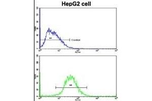Flow cytometric analysis of HepG2 cells using FTH1 Antibody (C-term)(bottom histogram) compared to a negative control cell (top histogram). (FTH1 anticorps  (C-Term))