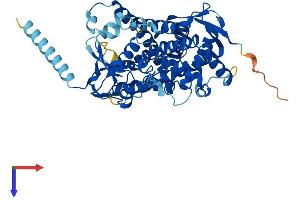 AlphaFold protein structure predicition of Mouse Recombinant Cyp21 Protein, UniprotID P03940