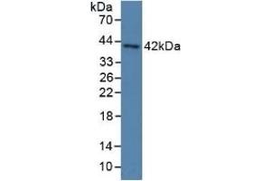 PON3 anticorps  (AA 2-354)