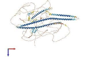 AlphaFold protein structure predicition of Human Recombinant AMOT Protein, UniprotID Q4VCS5