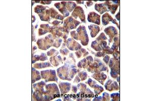 GNAS Antibody (C-term) (ABIN656989 and ABIN2850497) immunohistochemistry analysis in formalin fixed and paraffin embedded human pancreas tissue followed by peroxidase conjugation of the secondary antibody and DAB staining.