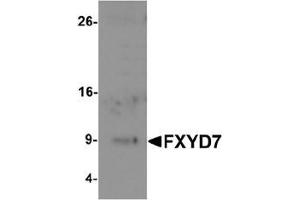 Western blot analysis of FXYD7 in human lung tissue lysate with FXYD7 antibody at 1 ug/mL. (FXYD7 anticorps  (N-Term))