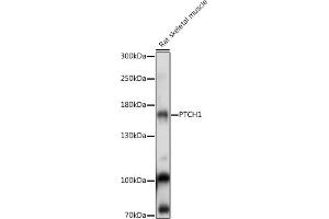 Western blot analysis of extracts of Rat skeletal muscle, using PTCH1 antibody (ABIN7269184) at 1:1000 dilution. (Patched 1 anticorps  (AA 770-970))