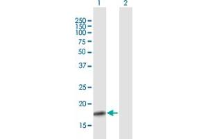 Western Blot analysis of CLDN1 expression in transfected 293T cell line by CLDN1 MaxPab polyclonal antibody. (Claudin 1 anticorps  (AA 1-211))