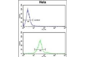 GALNT2 Antibody (N-term) (ABIN653281 and ABIN2842795) flow cytometry analysis of Hela cells (bottom histogram) compared to a negative control cell (top histogram).