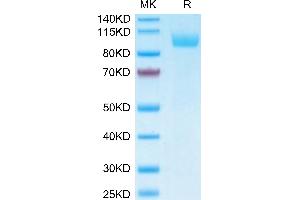 Biotinylated Human Siglec-5 on Tris-Bis PAGE under reduced conditions.