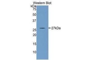 Western Blotting (WB) image for anti-Angiopoietin 4 (ANGPT4) (AA 271-491) antibody (ABIN5662049) (Angiopoietin 4 anticorps  (AA 271-491))