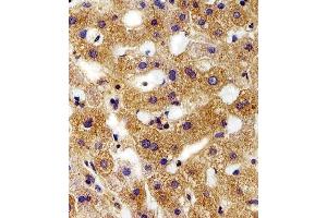 Immunohistochemical analysis of paraffin-embedded H. (FXYD6 anticorps  (C-Term))
