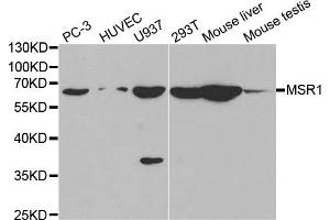 Western blot analysis of extracts of various cell lines, using MSR1 antibody. (Macrophage Scavenger Receptor 1 anticorps)