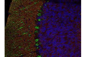 Indirect immunofluorescence labeling of PFA fixed, paraffin embedded mouse cerebellum section with anti-SNAP 25 (dilution 1 : 500; red) and mouse anti-calbindin (, dilution 1 : 500; green).
