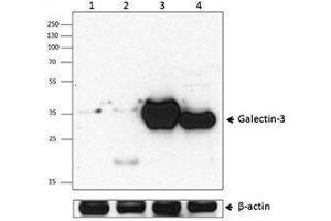 Western Blotting (WB) image for anti-Galectin 3 (LGALS3) antibody (ABIN2665256) (Galectin 3 anticorps)