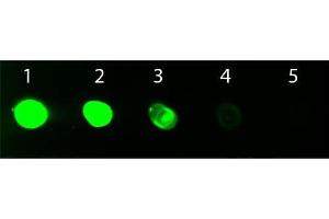 Dot Blot of Goat anti-Rat IgG Fc Antibody Fluorescein Conjugated.