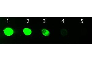 Dot Blot of Goat anti-Rat IgG Fc Antibody Fluorescein Conjugated. (Chèvre anti-Rat IgG (Fc Region) Anticorps (FITC) - Preadsorbed)