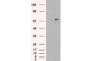 HEK293 overexpressing FANCG (ABIN5348044) and probed with ABIN190919 (mock transfection in first lane).