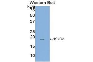 WB of Protein Standard: different control antibodies against Highly purified E. (Annexin IV Kit ELISA)