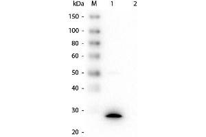 Western Blot of Mouse anti-GSTZ1 Monoclonal Antibody. (GSTZ1 anticorps  (GST tag))