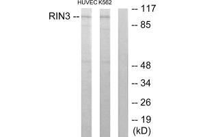 Western blot analysis of extracts from HUVEC cells and K562 cells, using RIN3 antibody. (RIN3 anticorps  (Internal Region))