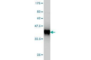 Western Blot detection against Immunogen (35.