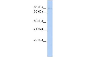 WB Suggested Anti-NFE2L1 Antibody Titration:  0. (NFE2L1 anticorps  (Middle Region))