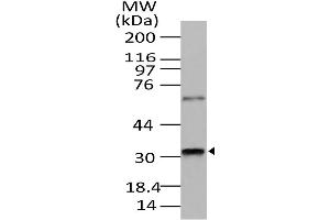 Image no. 1 for anti-Retina and Anterior Neural Fold Homeobox (RAX) (AA 100-313) antibody (ABIN5027505) (RAX anticorps  (AA 100-313))