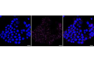 anti-Mitogen-Activated Protein Kinase 7 (MAPK7) antibody
