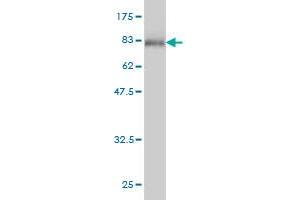Western Blot detection against Immunogen (77.