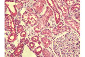 Anti-ZGPAT antibody IHC staining of human kidney.