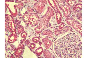Anti-ZGPAT antibody IHC staining of human kidney. (ZGPAT anticorps  (C-Term))