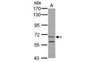 Image no. 1 for anti-Zinc Finger Protein, Y-Linked (ZFY) (AA 431-730) antibody (ABIN1501819) (ZFY anticorps  (AA 431-730))