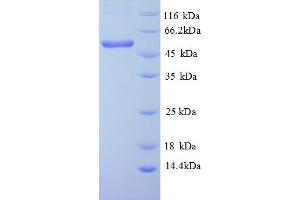 SDS-PAGE (SDS) image for ATPase, Na+/K+ Transporting, beta 1 Polypeptide (ATP1B1) (AA 1-497), (full length) protein (His tag) (ABIN5712880)