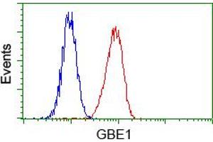 Flow cytometric analysis of Hela cells, using anti-GBE1 antibody (ABIN2453066), (Red) compared to a nonspecific negative control antibody (TA50011) (Blue). (GBE1 anticorps)