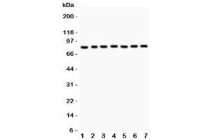 Western blot testing of MAD1 antibody and human samples 1:  A549