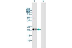 Western Blot analysis of BCL2L10 expression in transfected 293T cell line by BCL2L10 MaxPab polyclonal antibody. (BCL2L10 anticorps  (AA 1-204))