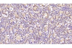 Detection of ANXA5 in Human Small intestine Tissue using Monoclonal Antibody to Annexin V (ANXA5) (Annexin V anticorps  (AA 1-320))