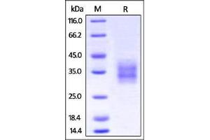 Cynomolgus 4-1BB, His Tag on SDS-PAGE under reducing (R) condition.