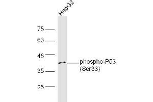 Human HepG2 lysates probed with Rabbit Anti-P53(Ser33) Polyclonal Antibody, Unconjugated  at 1:5000 for 90 min at 37˚C.