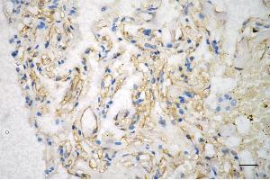 anti-Kinesin Family Member 5B (KIF5B) antibody