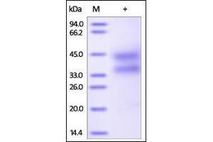 Human OX40, His Tag on SDS-PAGE under reducing (R) condition. (TNFRSF4 Protein (AA 29-216) (His tag))