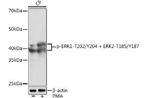 Western blot analysis of extracts of C6 cells, using Phospho-ERK1-T202/Y204 + ERK2-T185/Y187 Rabbit mAb (ABIN7268623) at 1:1000 dilution.