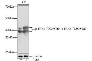 Western blot analysis of extracts of C6 cells, using Phospho-ERK1-T202/Y204 + ERK2-T185/Y187 Rabbit mAb (ABIN7268623) at 1:1000 dilution. (ERK1 anticorps  (pThr185, pThr202, pThr204, pTyr187))