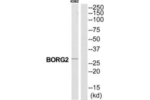Western Blotting (WB) image for anti-CDC42 Effector Protein (Rho GTPase Binding) 3 (CDC42EP3) (N-Term) antibody (ABIN1851042) (CDC42EP3 anticorps  (N-Term))